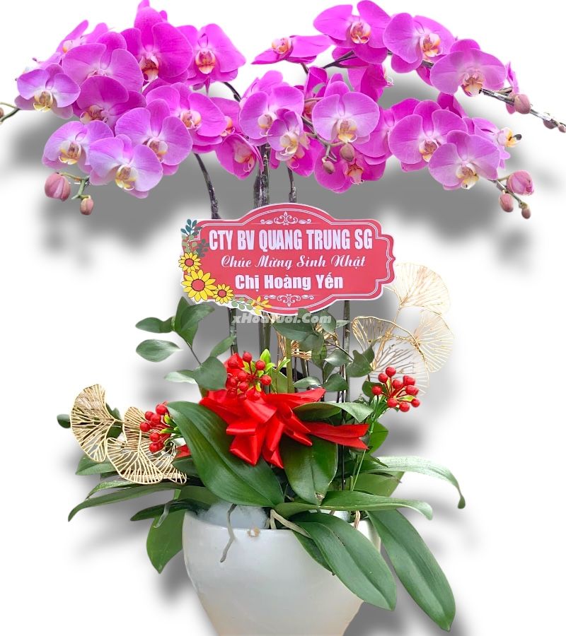 Hoa Lan Hồ Điệp
